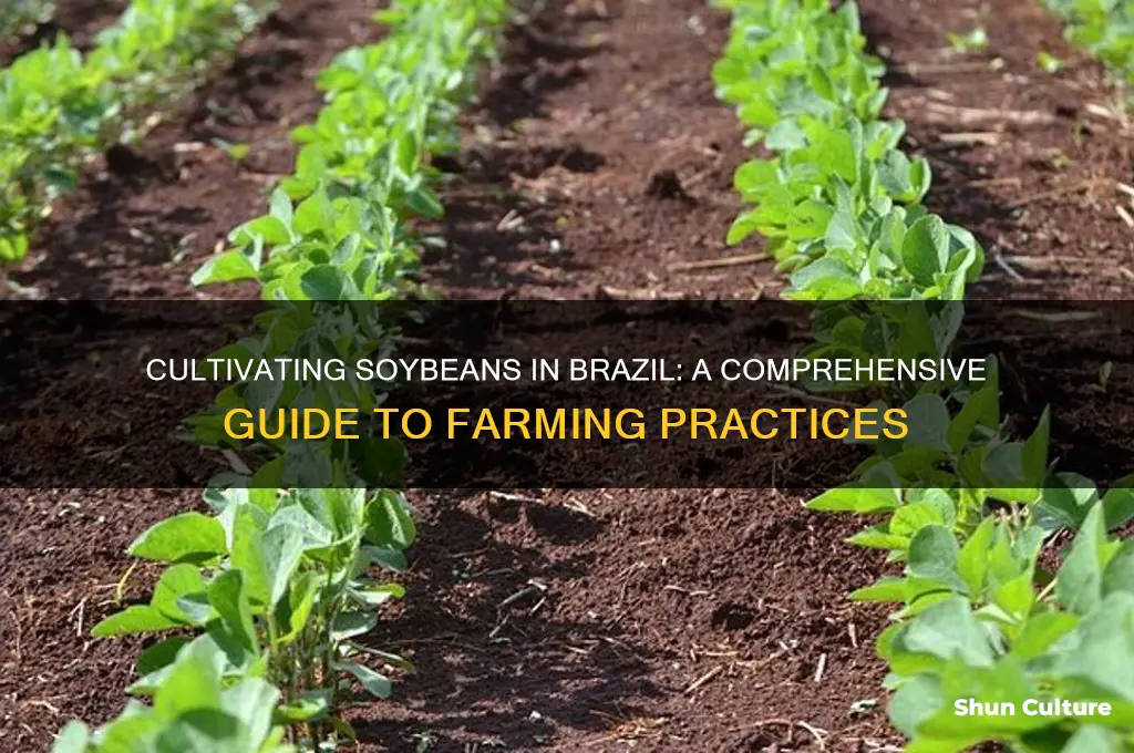 how are soybeans grown in brazil