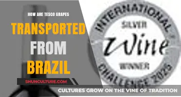 From Brazil to Tesco: The Journey of Grapes Across Continents