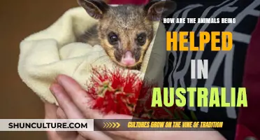 Helping Australian Wildlife: Current Efforts and Initiatives
