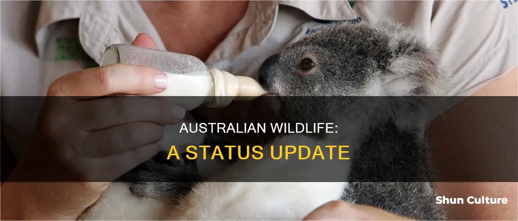 how are the animals doing in australia