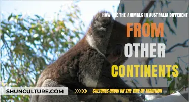 Unique Australian Wildlife: What Makes Them Different?