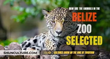 Belize Zoo Animals: Hand-Picked for a Reason