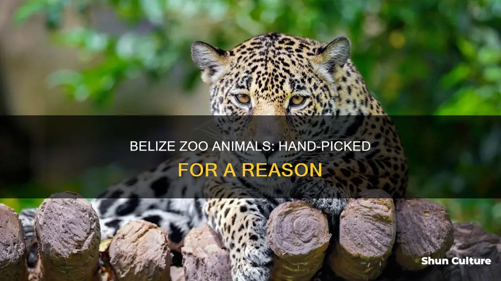 how are the animals in the belize zoo selected