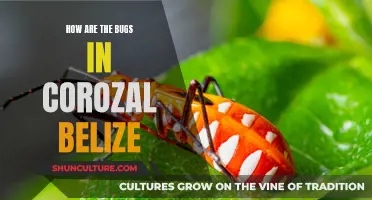 Bugs in Corozal, Belize: A Traveler's Guide