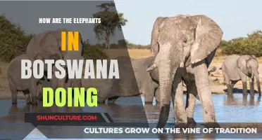 Botswana's Elephant Conservation: Thriving Herds and Ongoing Challenges