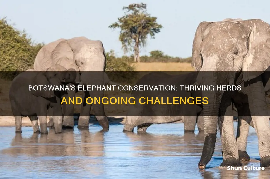 how are the elephants in botswana doing