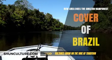 Exploring the Vast Amazon Rainforest's Coverage in Brazil
