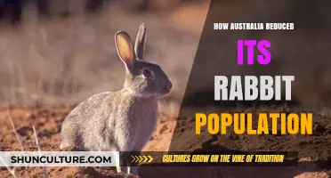 Australia's War on Rabbits: Strategies for Success