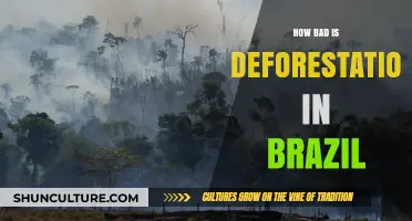Brazil's Deforestation Crisis: Devastating Impacts and Urgent Solutions Needed