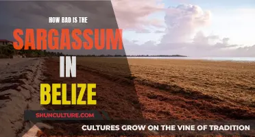 Belize's Sargassum Crisis: Impact and Solutions