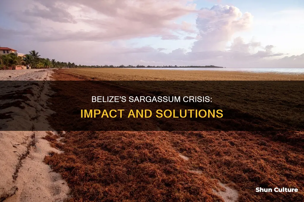 how bad is the sargassum in belize