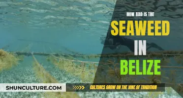 Belize's Seaweed Problem: An Environmental Concern?