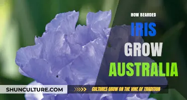 Bearded Iris Growing Guide for Australian Gardeners