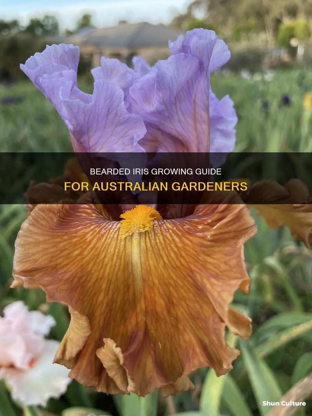 how bearded iris grow australia