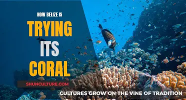 Belize's Coral Restoration: A Fight to Save Reefs