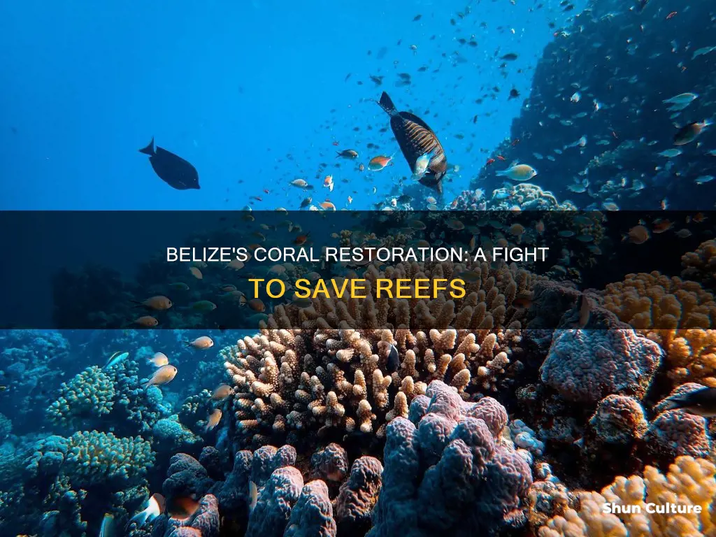 how belize is trying its coral