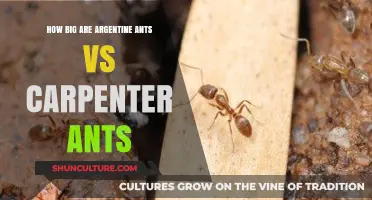 Comparing Argentine and Carpenter Ants: Size Matters