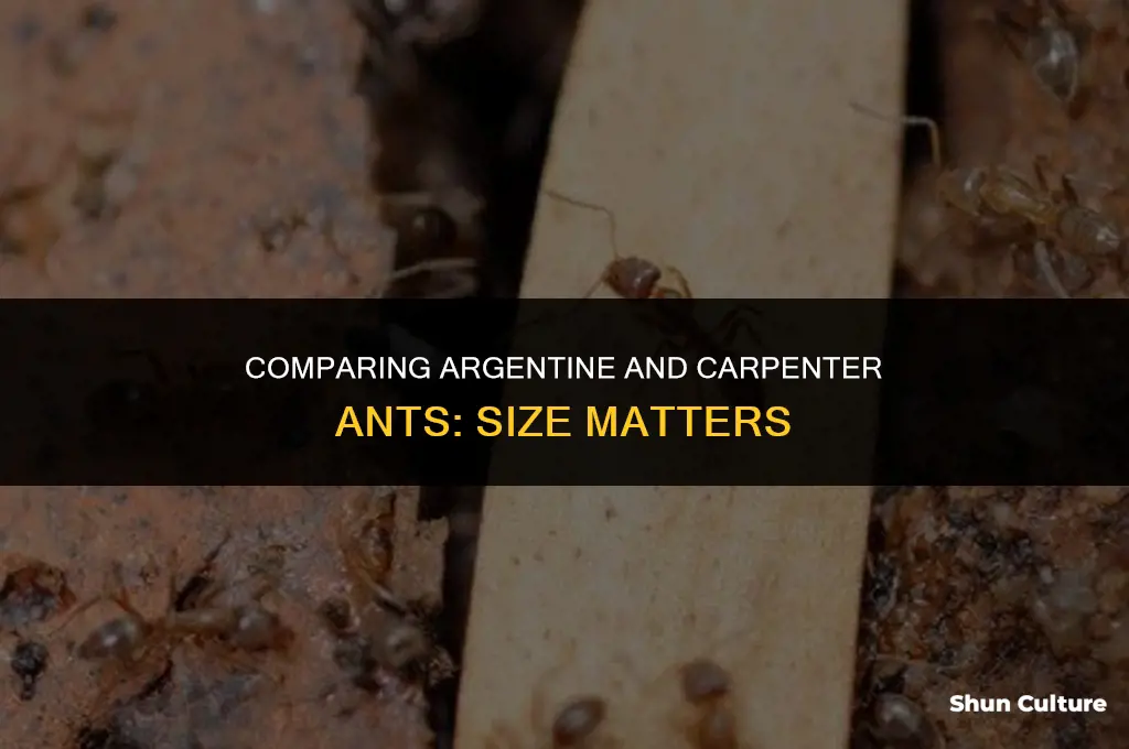 how big are argentine ants vs carpenter ants