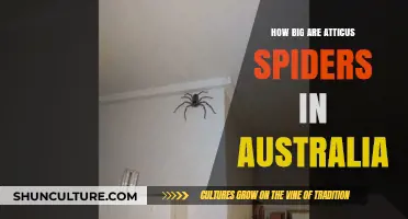 Atticus Spiders: Australia's Giant Creepy Crawlies