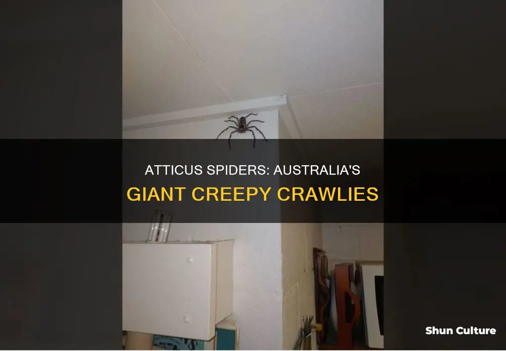 how big are atticus spiders in australia