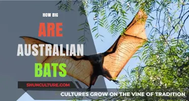 Australian Bats: Understanding Their Massive Wingspans