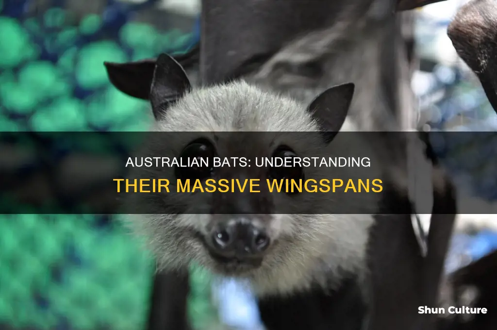 how big are australian bats