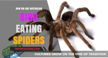 Gigantic Bird-Eating Spiders in Australia: How Big Are They?