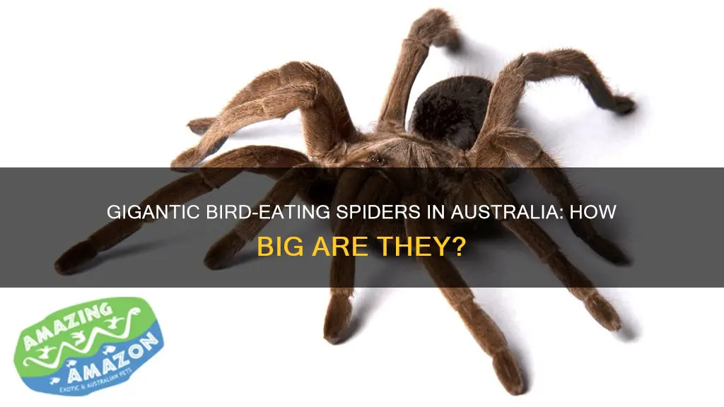 how big are australian bird eating spiders