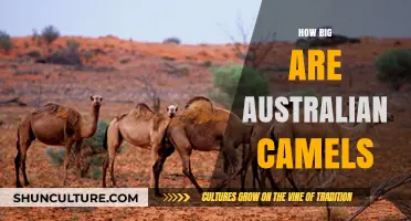 Giant Aussie Camels: How Big Are They?