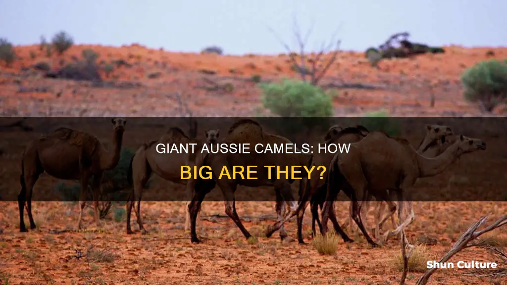 how big are australian camels