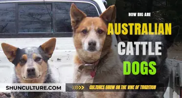 Australian Cattle Dogs: How Big Do They Get?