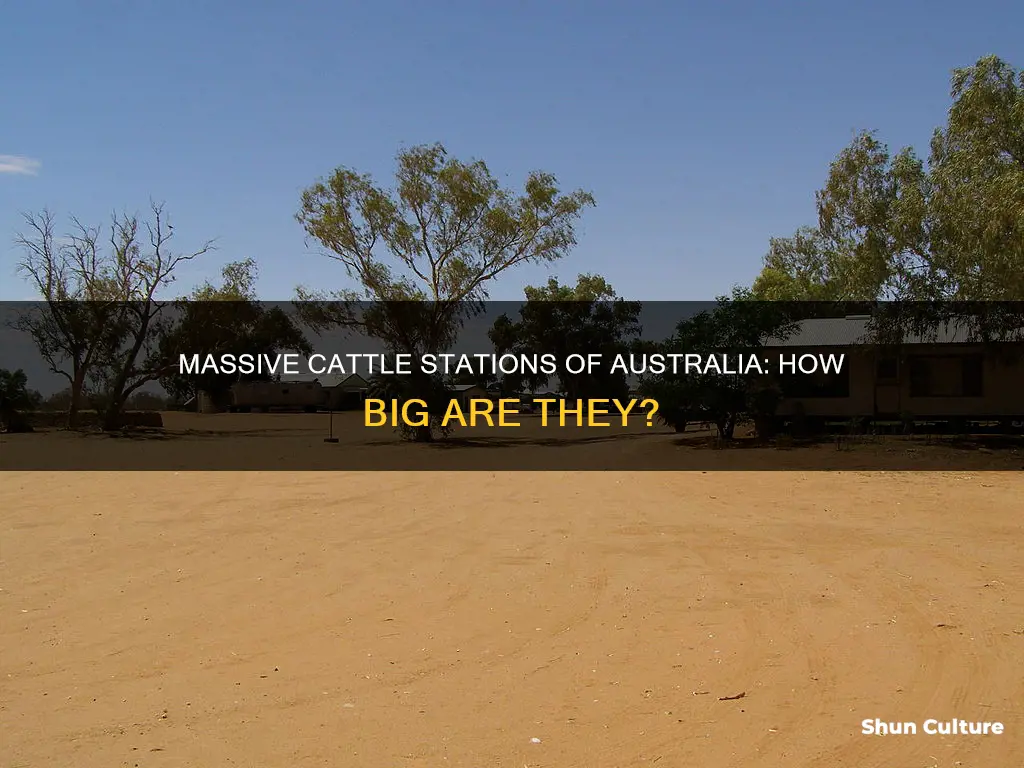 how big are australian cattle stations