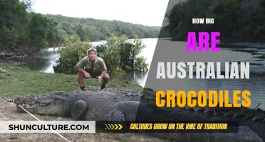 Giant Killers: Australia's Crocodile Sizes Explored