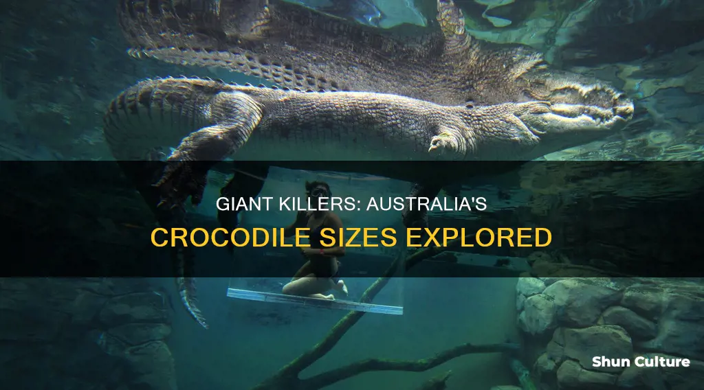 how big are australian crocodiles