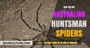Huntsman Spiders: Giant Australian Arachnids Explained
