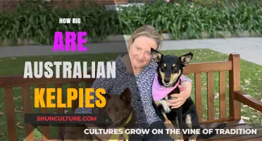 Australian Kelpies: Understanding Their Size and Proportions