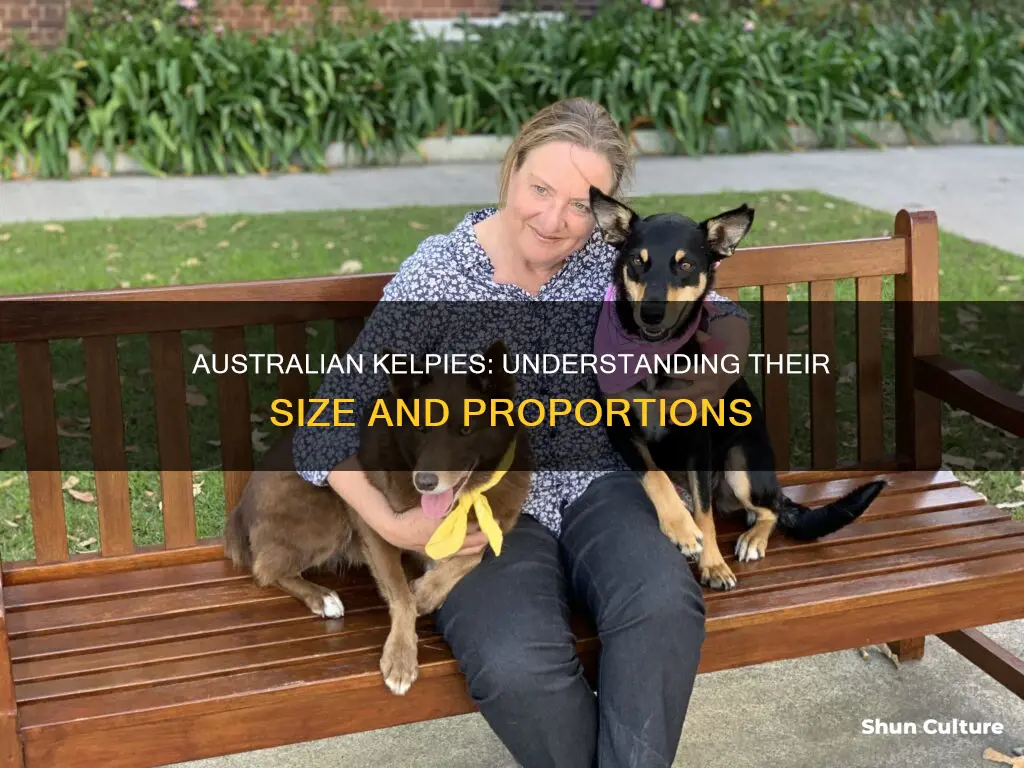 how big are australian kelpies