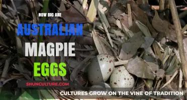 Australian Magpie Eggs: How Big Are They?