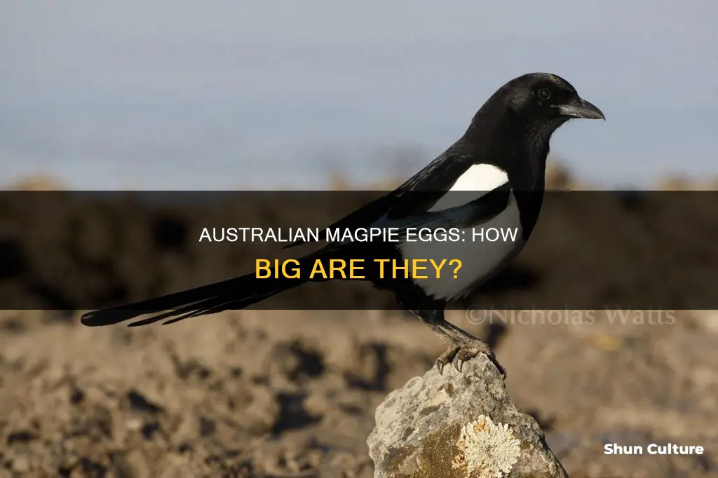 how big are australian magpie eggs