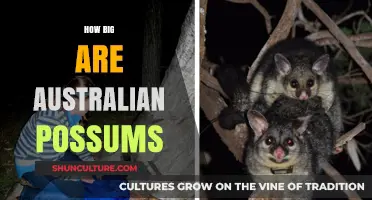 Australian Possums: How Big Are These Marsupials?