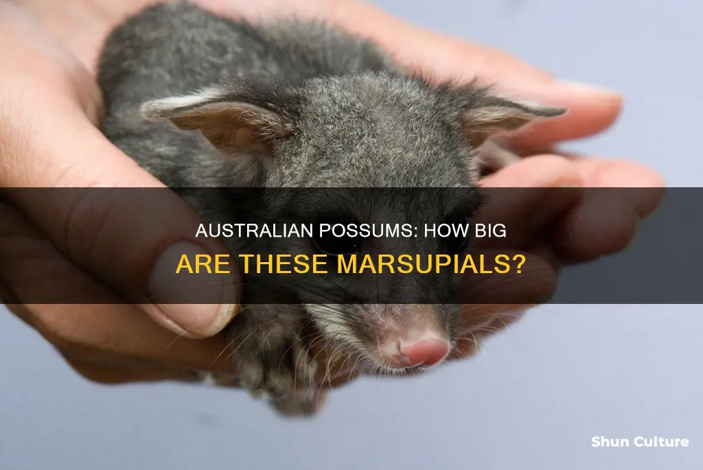 how big are australian possums