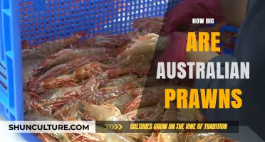 Prawn Size Guide: Australia's Catch Sizes Explored