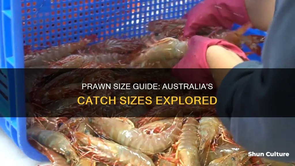 how big are australian prawns