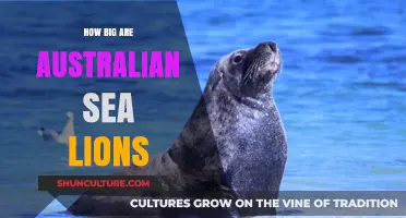 Australian Sea Lions: Giant Marine Mammals