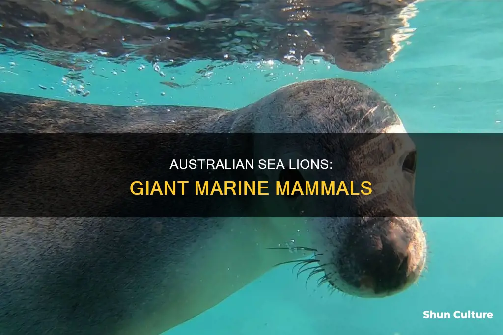 how big are australian sea lions