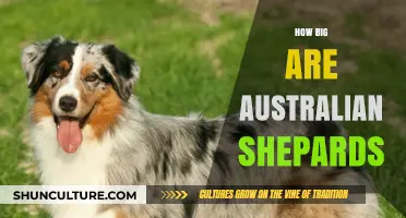Australian Shepherds: Understanding Their Size and Proportions
