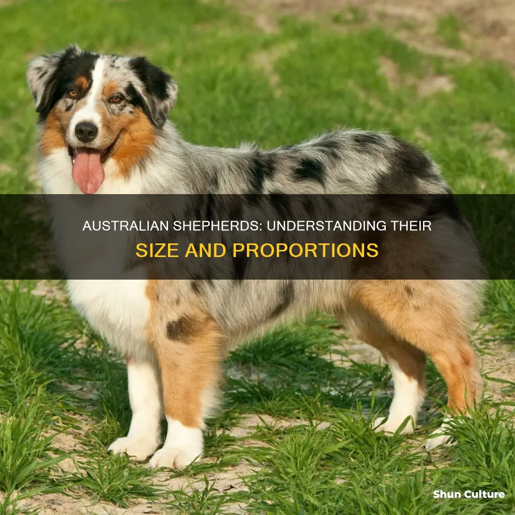 how big are australian shepards