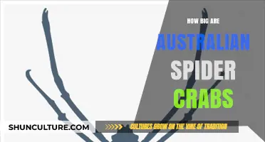 Giant Spider Crabs: Australia's Colossal Marine Marvels