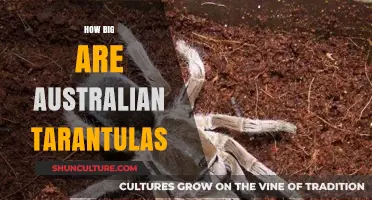 Giant Australian Tarantulas: How Big Do They Get?