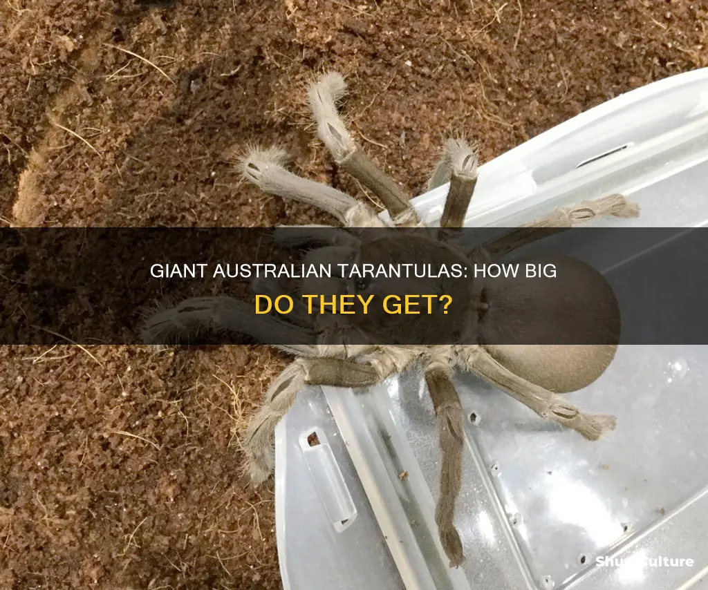 how big are australian tarantulas